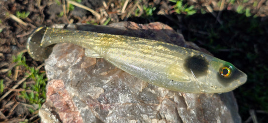 Sandhill Shiner