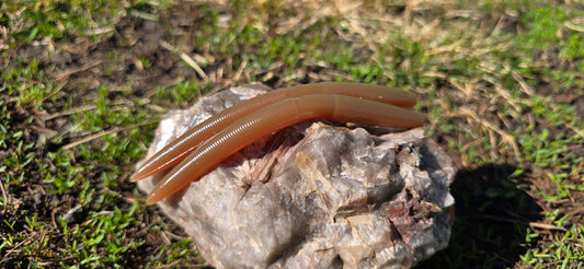 Sandbar Drift Worm